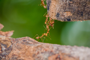 ant
