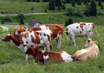 spotted cows grazing in the meadow in the mountains