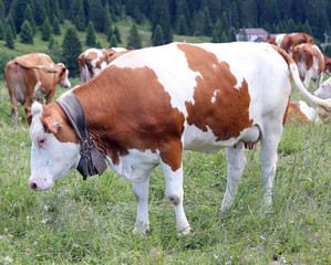 Fototapeta na wymiar cow grazing in the meadow in the mountains