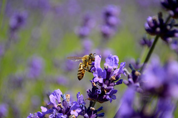 lavender flowers