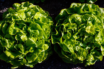 green lettuce