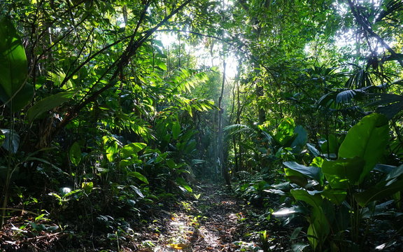Fototapeta Footpath in the jungle of Costa Rica