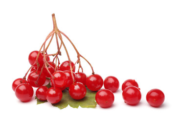 Red berries of viburnum with green leaf
