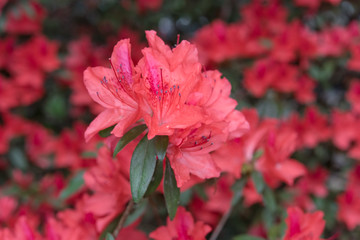 red rhododendron blossom, Azalea