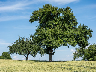 Bäume auf dem Feld