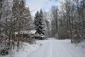 Winter Forest / Winter in the woods. Snowy forest in winter.
