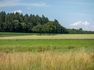 B&auml;ume auf dem Feld