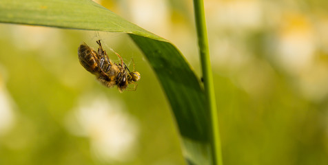 Pszczoła w sieci