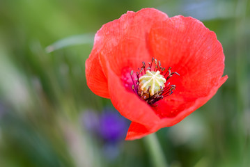 A single red Common poppy. closeup