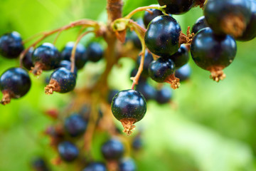 Nahaufnahme von schwarzen Johannisbeeren im Garten