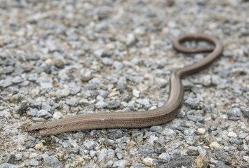 Anguis fragilis - slow worm reptile