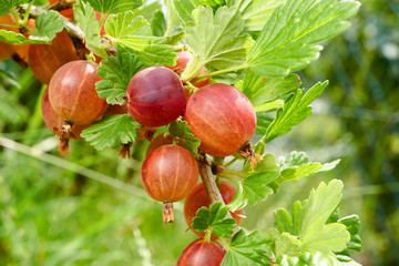 Nahaufnahme von roten Stachelbeeren im Garten