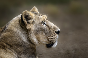 Naklejka premium Leona