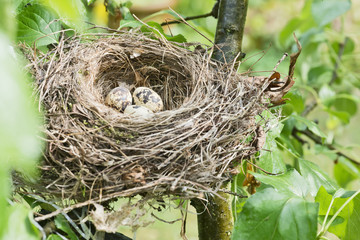 Vogelnest mit Eiern