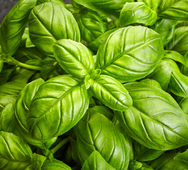 basil background