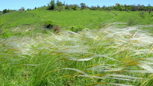 Field of feather grass shaking on the wind over blue sky