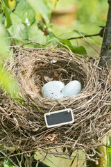 Vogelnest mit Eiern und Schild