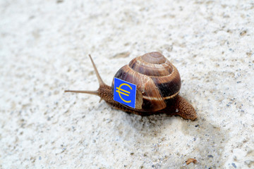 Snail with with symbol of euro  money on a shell