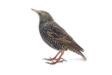 Starling