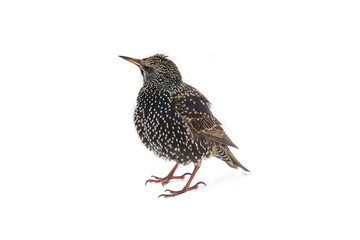 Starling