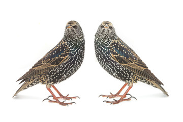 starling