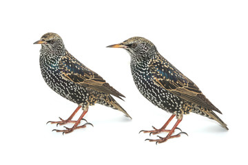 Starling