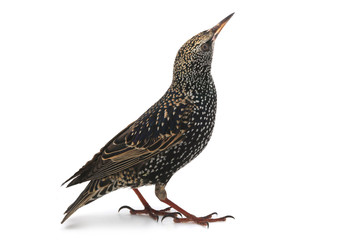 Starling
