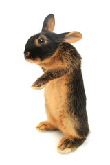  brown rabbit