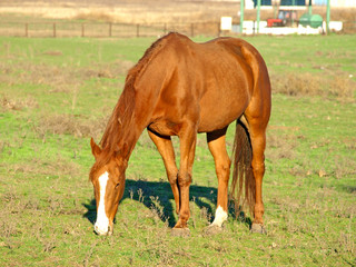 Fototapeta premium Brown horse on green grass.