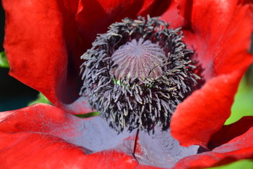 lila Blütenstaub in Mohnblüte