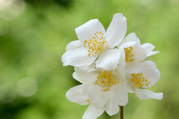 mock orange in the nature