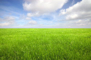 Fototapeta na wymiar Green grass field with bright blue sky