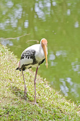 Close up A Big Egret.