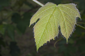 Water on a leaf