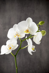 Obraz na płótnie Canvas White orchid on the grey background.