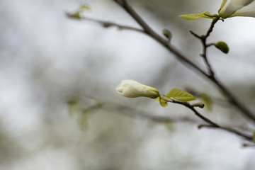 Magnolia.