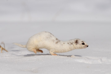 Winter Least Weasel running in the snow - 86142493