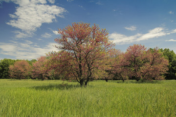 Obraz premium Cercis siliquastrum