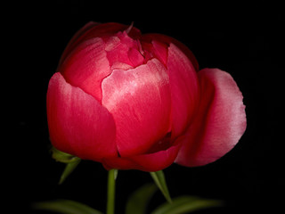Red peony on dark background