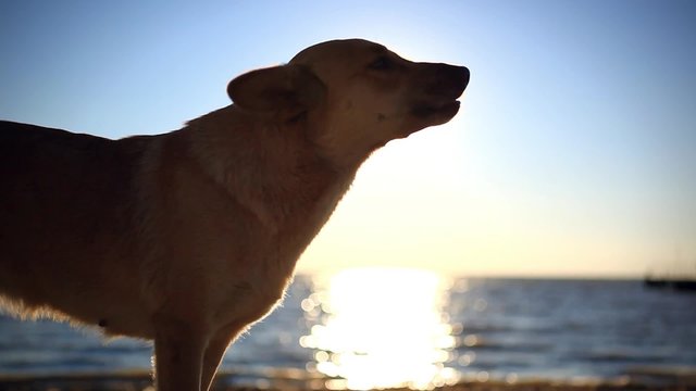 Homeless dog eats a fish on a sunset beach at blurred bokeh