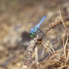 Blue and green dragonfly