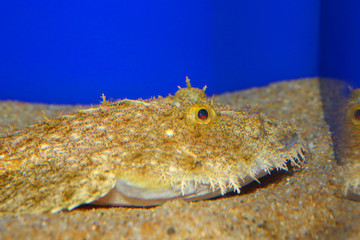 Yellow goosefish (Lophius litulon) in Japan