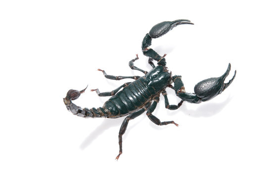 Giant forest scorpion species found in tropical and subtropical areas in Asia. Isolation with pen tool path in file