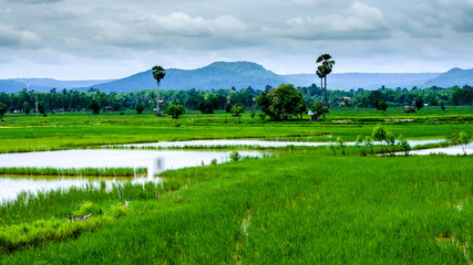 landscape of rice filed