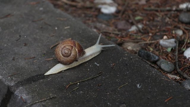 Moving snail with wet trace