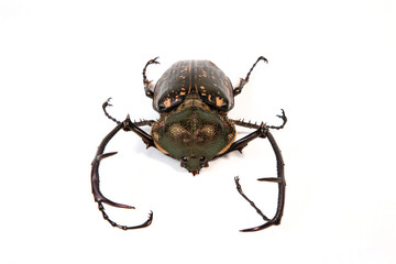 The male of Cheirotonus gestroi  in Thailand. These beetles a strong fliers and feed on tree sap and fermenting fruit.