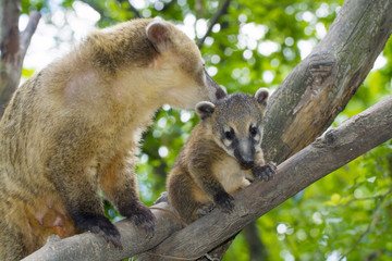 South American coati (Nasua nasua) baby