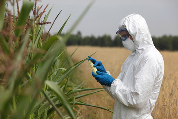 professional in uniform goggles,mask and gloves examining corn cob on field © endostock