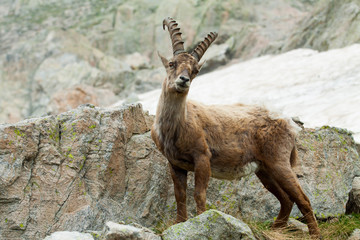 Bouquetin grande corne

