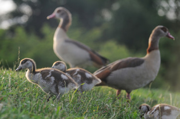 Nilgans
